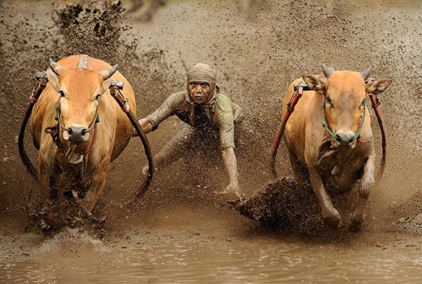 Batusangkar, Indonesia: A jockey spurs cows as they race in muddy rice fiel